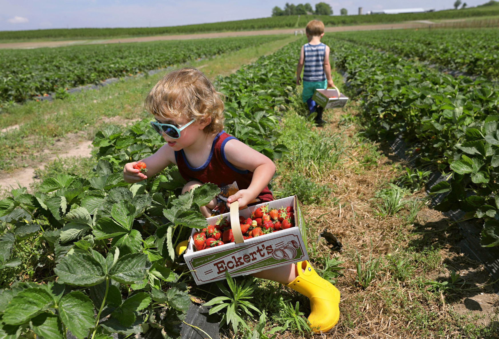 Strawberry picking season